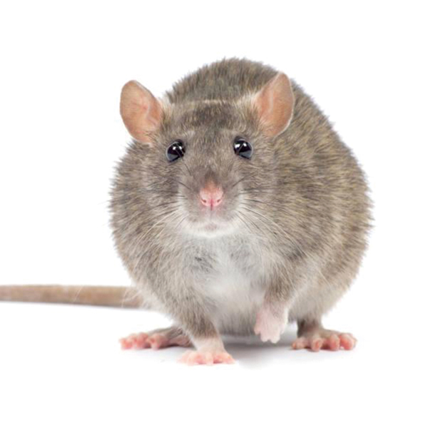 鼠类防治|长沙灭鼠公司|长沙灭老鼠