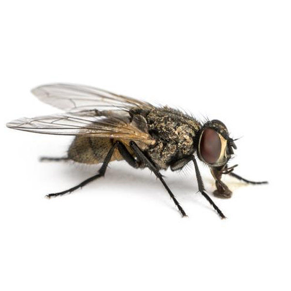 蝇类防治|长沙灭蚊公司|长沙灭苍蝇