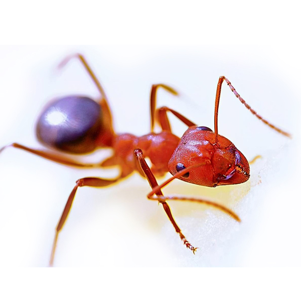红火蚁防治|长沙红火蚁防治|红火蚁防治公司