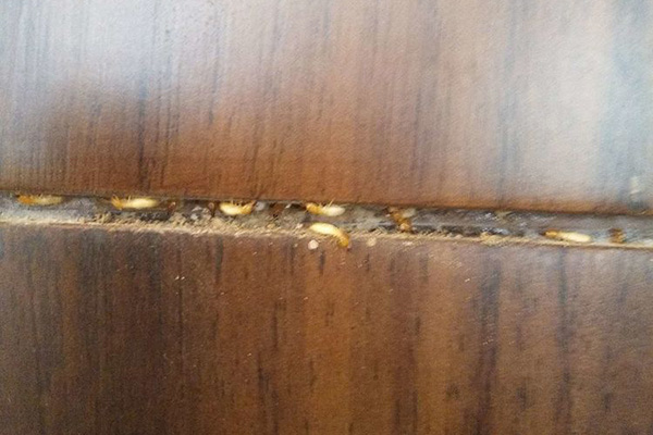 长沙白蚁防治,长沙白蚁防治公司,守护者生物工程
