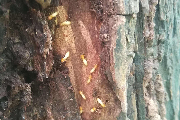 长沙白蚁防治,长沙白蚁防治公司,守护者生物工程