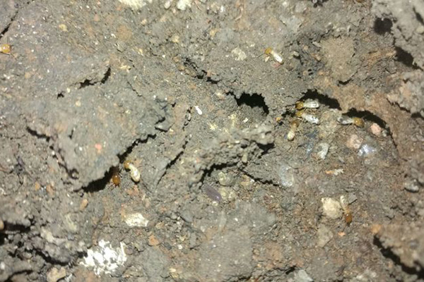 白蚁防治工作之消灭白蚁有哪些好办法