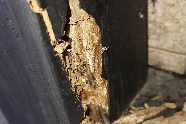 长沙白蚁防治,长沙灭白蚁,守护者生物工程