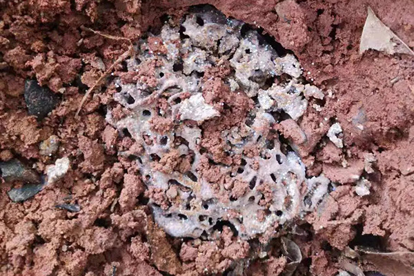 长沙白蚁防治,长沙灭白蚁,白蚁防治公司,守护者生物工程