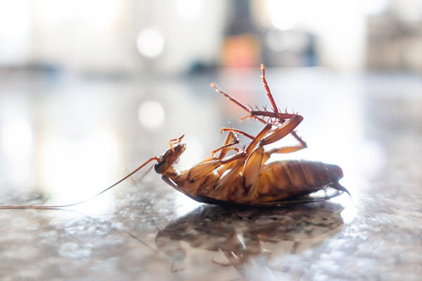 长沙灭蟑螂公司,长沙蟑螂防治,守护者生物工程