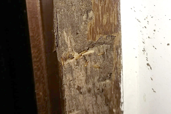长沙白蚁防治,白蚁防治公司,长沙灭白蚁,守护者生物工程