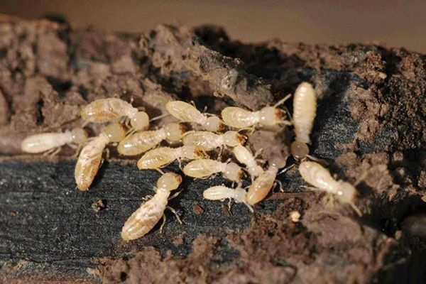 长沙白蚁防治,长沙灭白蚁,白蚁防治公司,守护者生物工程