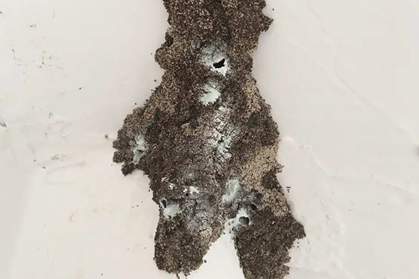 长沙白蚁防治,长沙灭白蚁,白蚁防治公司,守护者生物工程