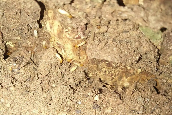 长沙白蚁防治,长沙灭白蚁,白蚁防治公司,守护者生物工程