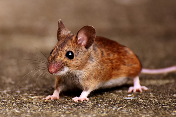 老鼠防治,长沙灭鼠公司,长沙老鼠防治,家里灭老鼠,守护者生物工程