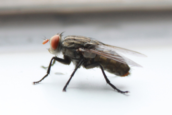 苍蝇防治,长沙灭苍蝇公司,长沙苍蝇防治,家里灭苍蝇,守护者生物工程
