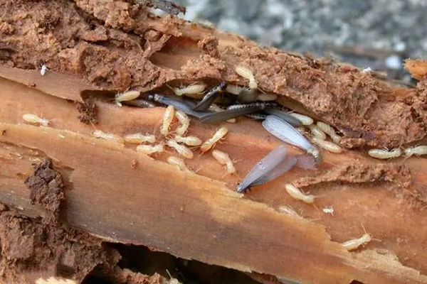 长沙白蚁防治,长沙四害消杀,除四害公司,消杀公司加盟,白蚁防治加盟,守护者生物工程