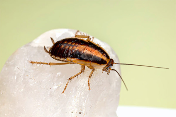 消灭蟑螂有哪些科学方法？一篇文章告诉你答案！