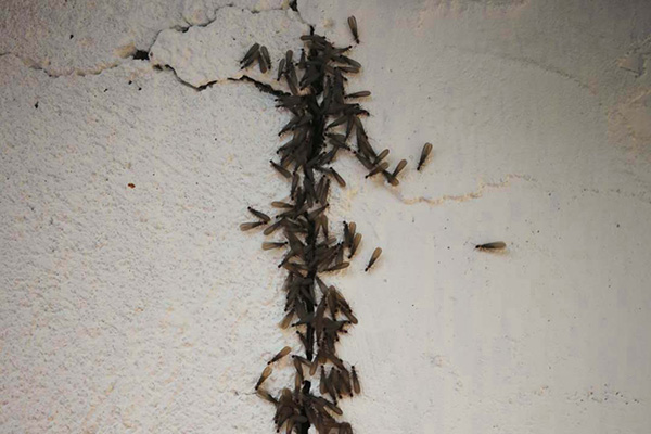 长沙白蚁防治,长沙白蚁消杀,灭白蚁公司,白蚁防治加盟,灭白蚁加盟,守护者生物工程