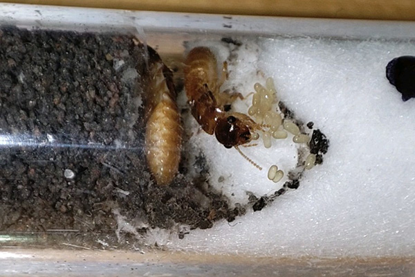 长沙白蚁防治,长沙灭白蚁,白蚁防治公司,守护者生物工程