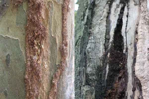 长沙白蚁防治,长沙灭白蚁,园林白蚁防治,守护者生物工程