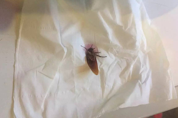长沙灭蟑螂,蟑螂防治,蟑螂消杀,长沙灭蟑螂公司,守护者生物工程