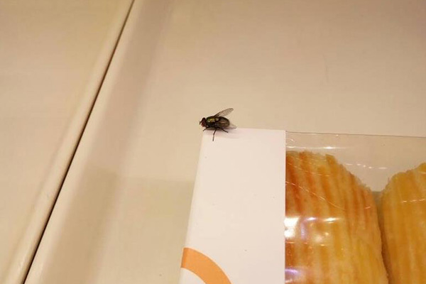 苍蝇对饭店有何危害？高效灭蝇技巧大放送！
