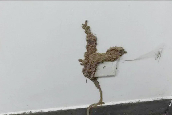 如何识别家中白蚁踪迹？防治技巧大放送！
