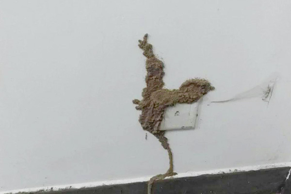 长沙白蚁防治,长沙灭白蚁,白蚁防治加盟,守护者生物工程