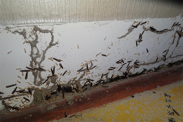 长沙白蚁防治,长沙灭白蚁,白蚁防治,守护者生物工程