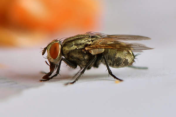 家里苍蝇成群肆虐难忍，究竟哪种方法能快速驱除不反复？