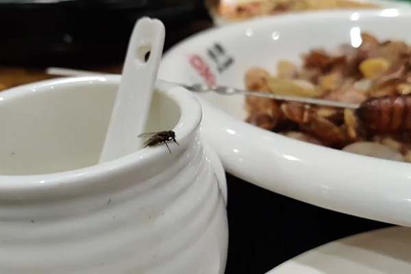 苍蝇防治,长沙灭苍蝇公司,长沙苍蝇防治,家里灭苍蝇,守护者生物工程