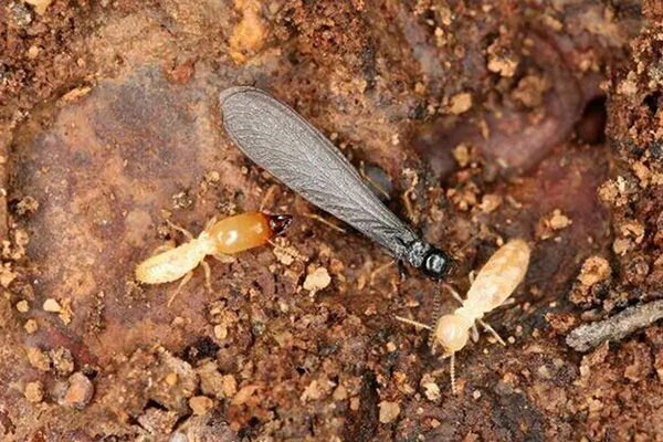 长沙白蚁防治,长沙灭白蚁,白蚁防治,守护者生物工程