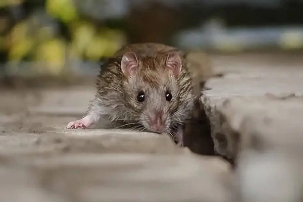 老鼠防治,长沙灭鼠公司,长沙老鼠防治,家里灭老鼠,守护者生物工程