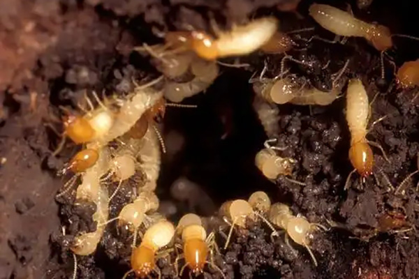 公园古木因白蚁受损严重，怎样快速有效实施防治？