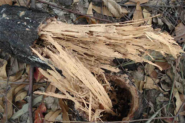 长沙白蚁防治,长沙灭白蚁,白蚁防治,守护者生物工程