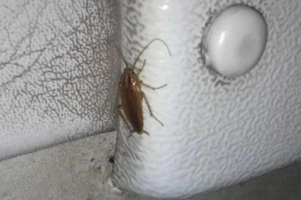 饭店厨房成蟑螂“重灾区”，防治关键环节究竟是什么？