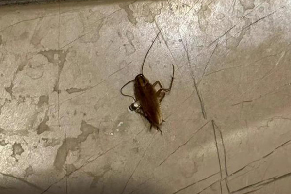 长沙灭蟑螂,蟑螂防治,蟑螂消杀,长沙灭蟑螂公司,守护者生物工程