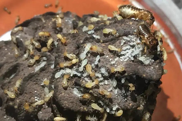 长沙白蚁防治,长沙灭白蚁,白蚁防治,守护者生物工程