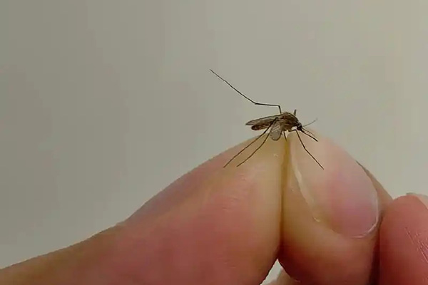 家里蚊虫肆虐影响生活怎么办？高效消杀蚊虫的方法有哪些？