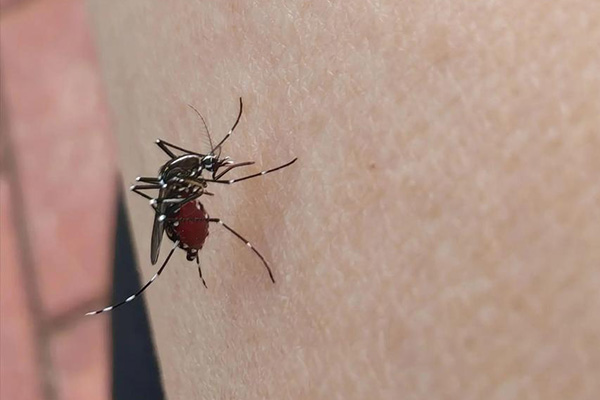 蚊虫防治,长沙灭蚊公司,长沙蚊虫防治,守护者生物工程