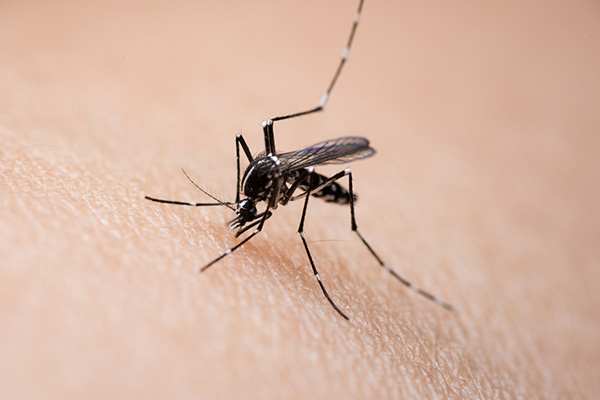 蚊虫防治,长沙灭蚊公司,长沙蚊虫防治,守护者生物工程