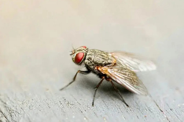 苍蝇防治,长沙灭苍蝇公司,长沙苍蝇防治,家里灭苍蝇,守护者生物工程