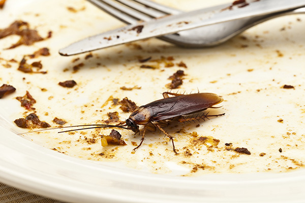 饭店蟑螂肆虐影响生意怎么办？全方位防治体系如何搭建？