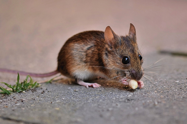 家里进了老鼠乱窜破坏家具怎么办？高效灭鼠方法有哪些？