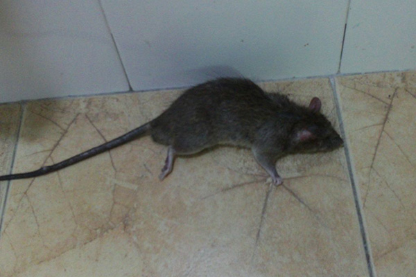 老鼠防治,长沙灭鼠公司,长沙老鼠防治,家里灭老鼠,守护者生物工程