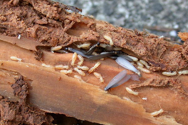 院子里出现白蚁啃食树木怎么办？高效灭白蚁方案有哪些？