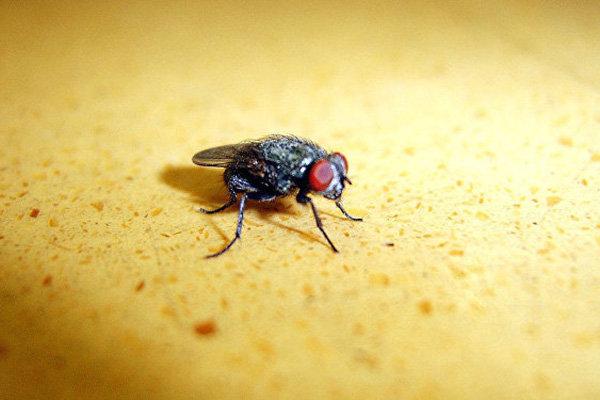 苍蝇防治,长沙灭苍蝇公司,长沙苍蝇防治,家里灭苍蝇,守护者生物工程
