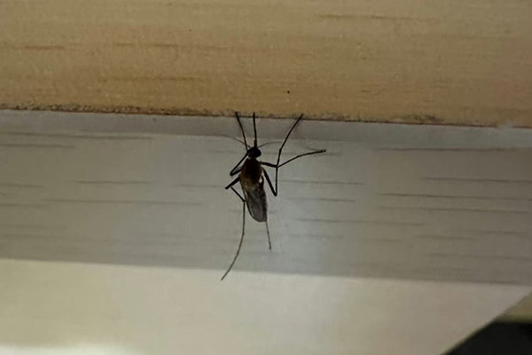 餐厅蚊虫肆虐，顾客用餐体验差，到底该如何改善现状？