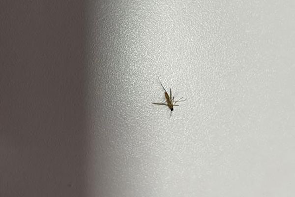 蚊虫防治,长沙灭蚊公司,长沙蚊虫防治,守护者生物工程