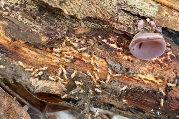 长沙白蚁防治,长沙灭白蚁,白蚁防治,守护者生物工程