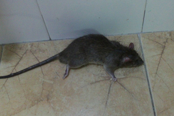 校园鼠患频发令人忧，如何科学有效开展灭鼠行动？