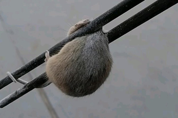 老鼠防治,长沙灭鼠公司,长沙老鼠防治,校园灭老鼠,守护者生物工程