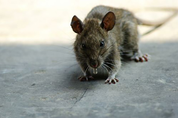 老鼠防治,长沙灭鼠公司,长沙老鼠防治,校园灭老鼠,守护者生物工程