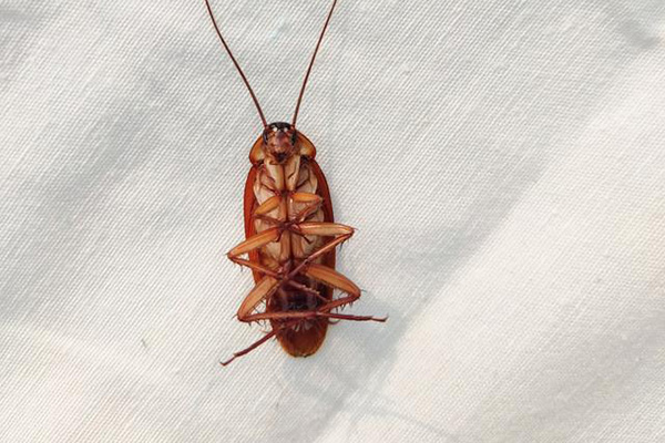 家中蟑螂泛滥成灾，怎样防治才能让它们消失殆尽？